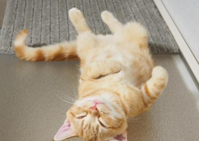 小橘猫每次玩累了倒头就睡,跟突然断电一样,太可