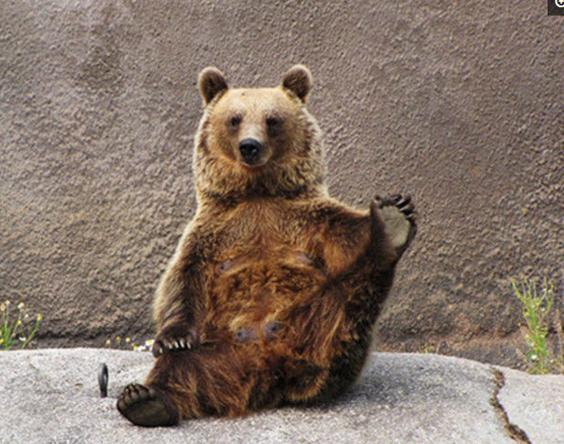 动物园来了一只"瑜伽棕熊",吸引大量游客慕名而来!