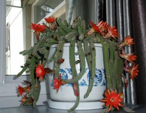 白檀仙人掌,养几年也不开花,学会4个小招式,年年开爆盆