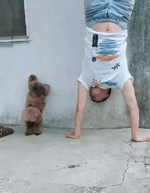 主人在泰迪面前倒立,泰迪模仿主人,做出的动作让人看到笑喷