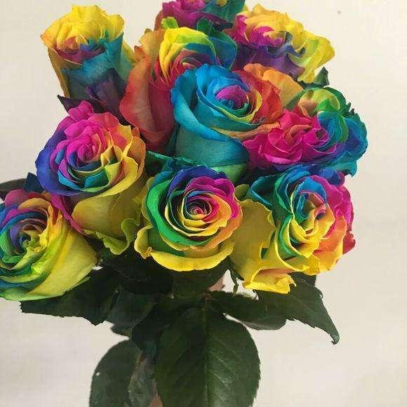 即使月季的品种有很多,也不只是一种颜色可以选择,但是七彩的颜色确实