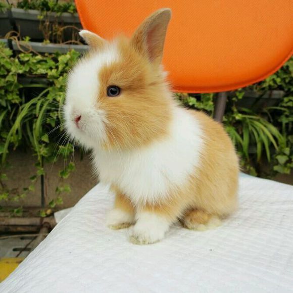 世界上最漂亮的兔子是很常见的宠物兔而且很重情义