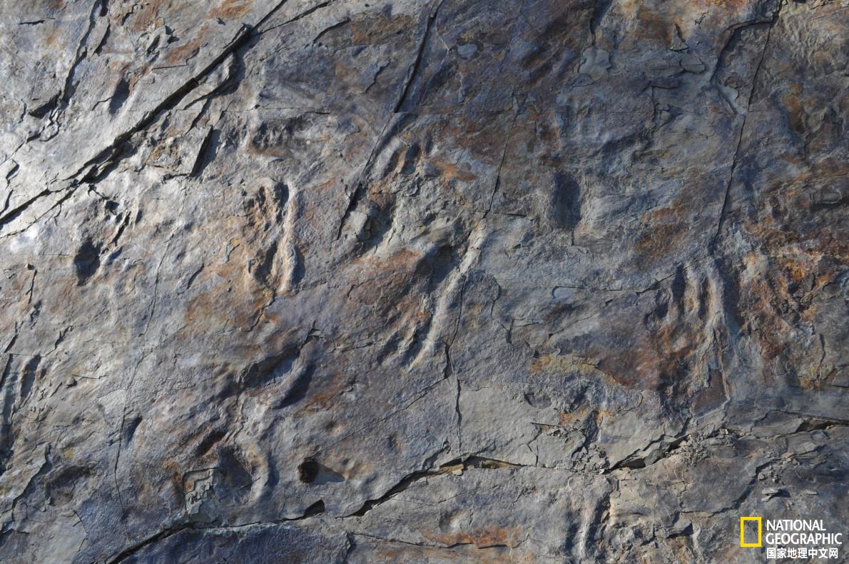 鳄鱼的神秘亲戚:两条腿走路?