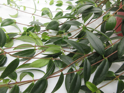 想要养好柳叶吊兰,做好这几点就够了!|吊兰|柳叶|叶片_新浪新闻