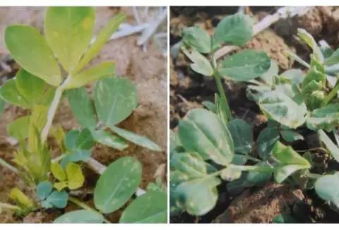 钼是一种不可缺少和代替的微量元素,对大豆花生稳产高产尤其重要