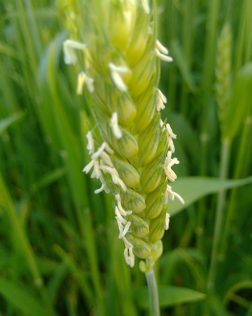 是昙花开花时间的几十分之一,还很常见|昙花|寿命|小麦_新浪新闻