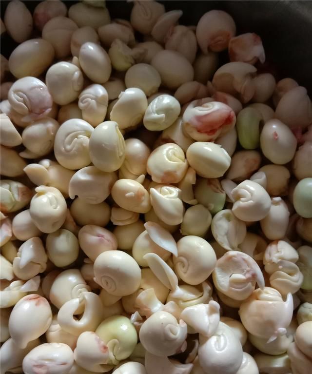 龙瓜熟了的季节,吃着好吃的龙瓜,想起了小时候打龙瓜的趣事