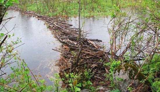动物界最杰出的建筑师之一河狸,它筑起的水坝,堪比人类建筑工程