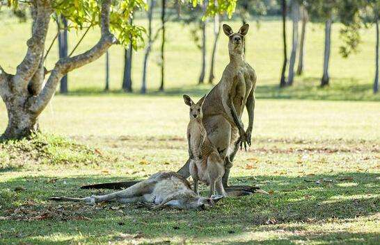 袋鼠妈妈垂死前被爱人搂住接下来做了一件感动的事情