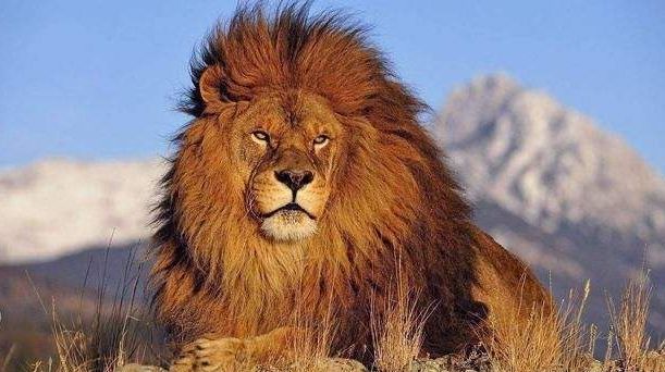 巴巴里狮又叫做阿特拉斯狮,大部分都分布在非洲的北部地区,这种狮子在