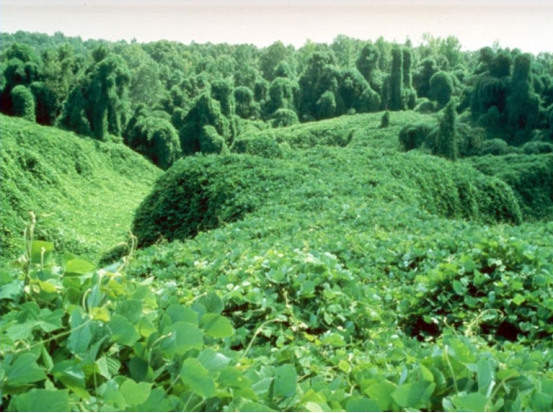 660多种生物入侵我国,已严重破坏生态,它们是怎么来到中国的