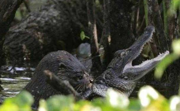 鳄鱼也有天敌,遇到水獭之后秒变怂,直接被吞下成午餐