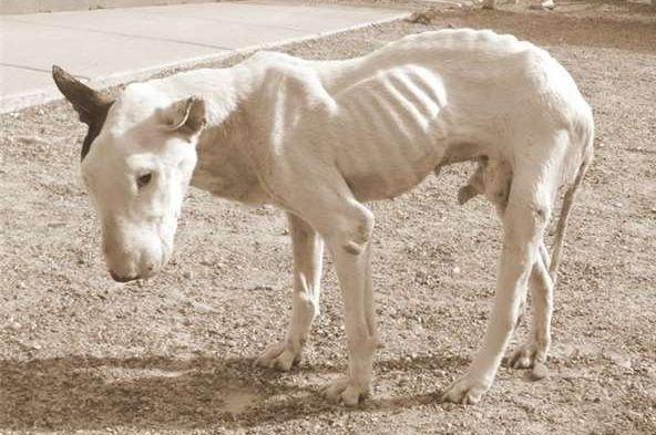 看到它骨瘦如柴的令人心碎|哈波|主人|斗牛_新浪新闻