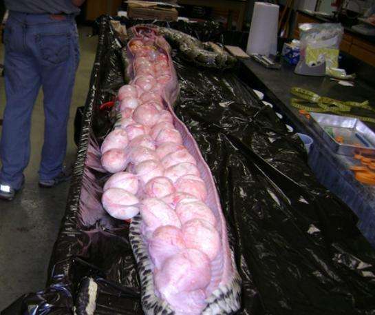 男子怀疑蟒蛇吞食牲畜, 将蟒蛇肚子剖开后竟看到足足一百多个蛋