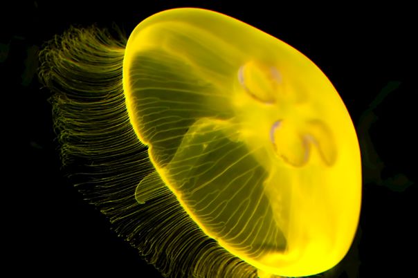 四只水母,哪只比较毒,测试今生最心疼你的人是谁