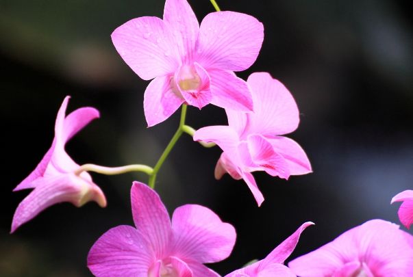 春兰花和兰花一样,花语是淡泊,高雅,贤德.兰花(学名:cymbidium ssp.