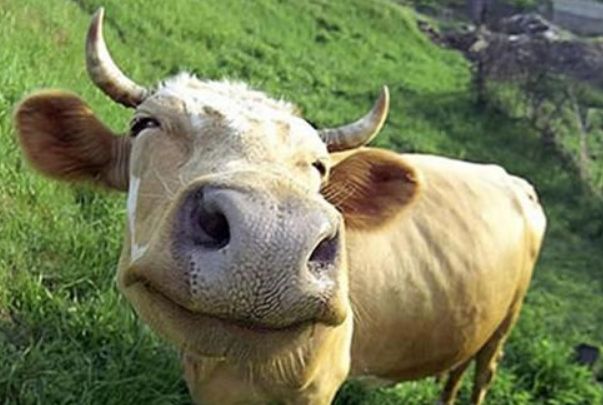 突出的业绩,进入贵人的眼球,他们副本就才干拔尖,这下更是抱到大腿