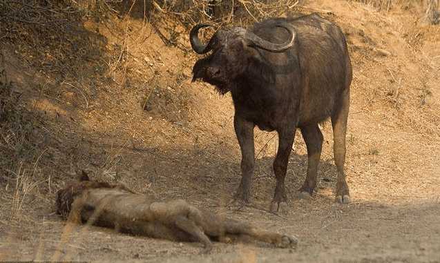 摄影师抓拍到了水牛与狮子之间的浴血奋战