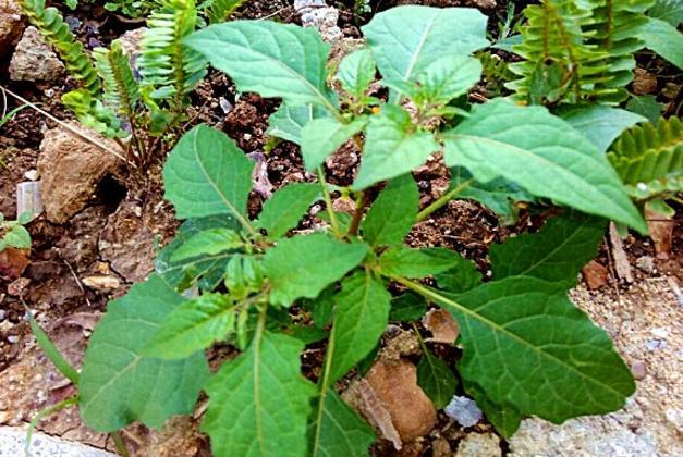 农村常见的野草,很多人当野菜吃,其实叶子和果子都有毒,小心|龙葵|有