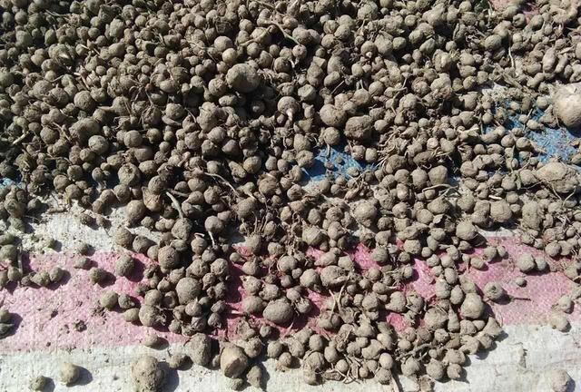 玉米地里常见,俗称"麻芋子",儿时常挖去卖钱,如今却一文不值