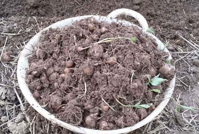 玉米地里常见,俗称"麻芋子",儿时常挖去卖钱,如今却一文不值