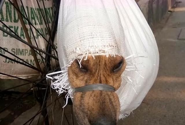 两只狗狗被装在塑料袋里嘴巴也被捆绑了夫妻俩花钱救助它们