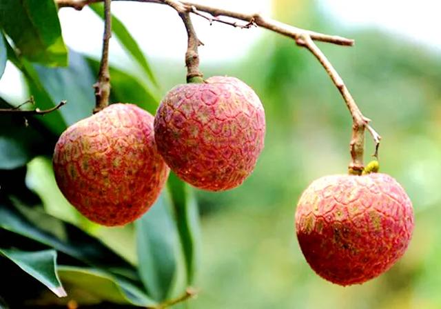 岭南味道,东莞大岭山荔枝知多少?