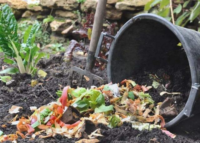 怎么将厨房垃圾堆成肥?按照3步操作,它们秒变养花神器
