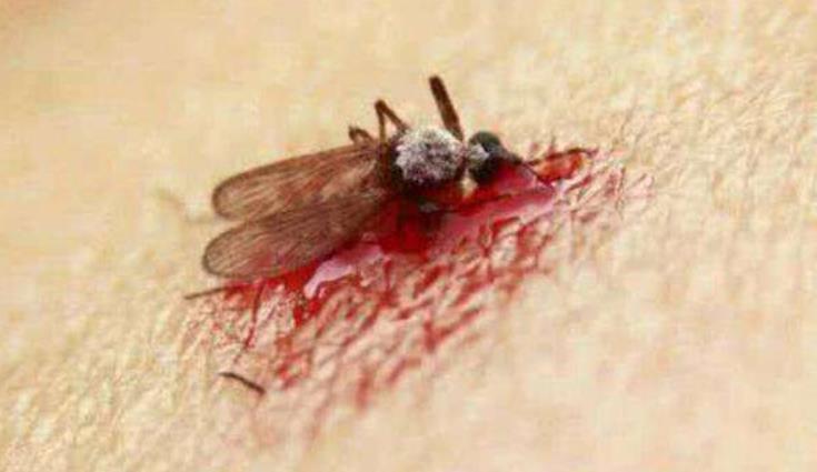 人或动物的血液进入蚊子的胃形成胃血,这些是刺激蚊子卵发育的关键
