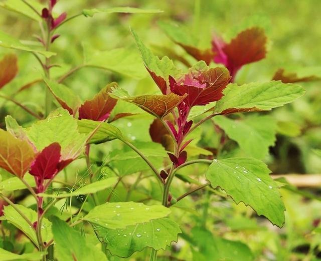 6月的美味灰灰菜吃过的人才见证了时代