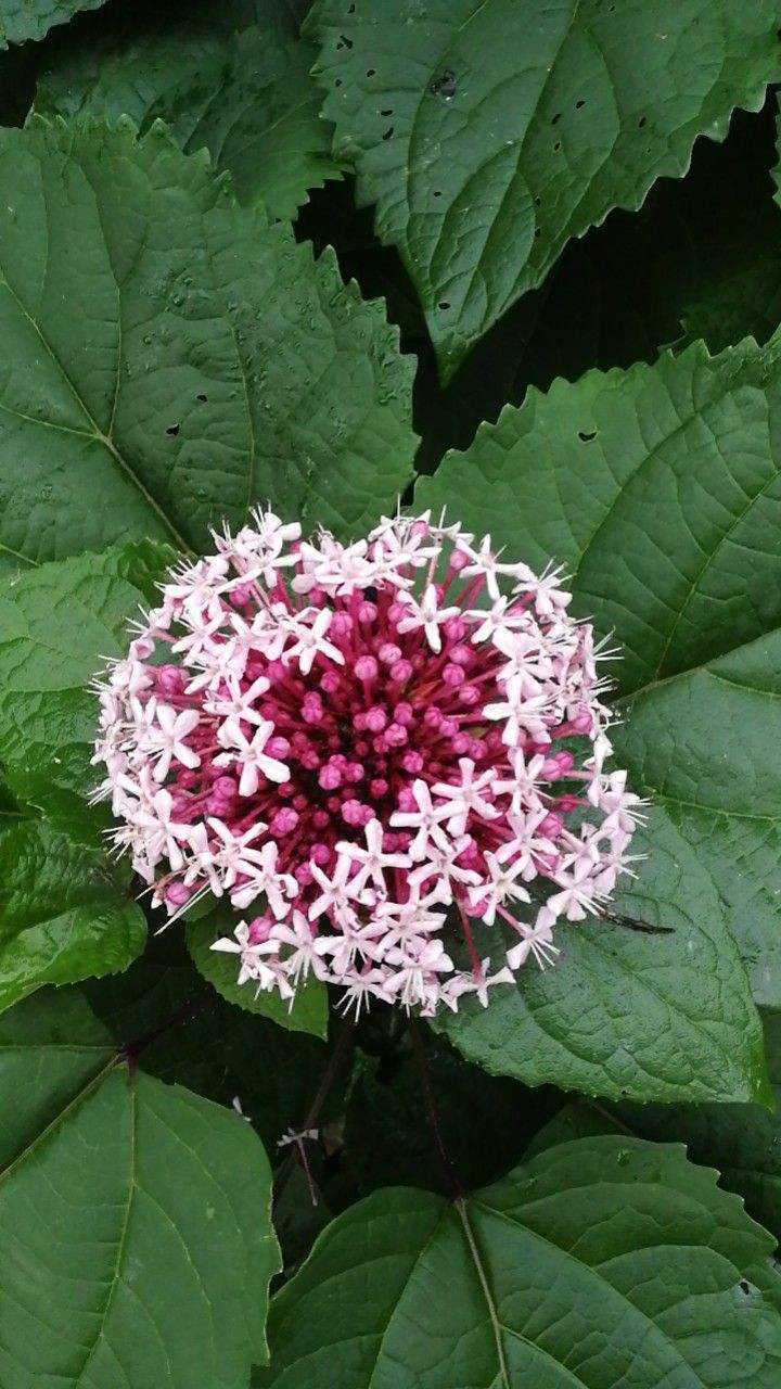 散发臭味的牡丹你养过吗?开花清新,而且还是一味药!