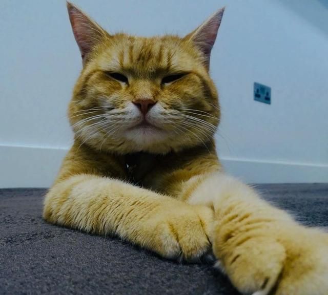 流浪猫鲍勃去世了当年救的那只猫改变了毒瘾者的人生