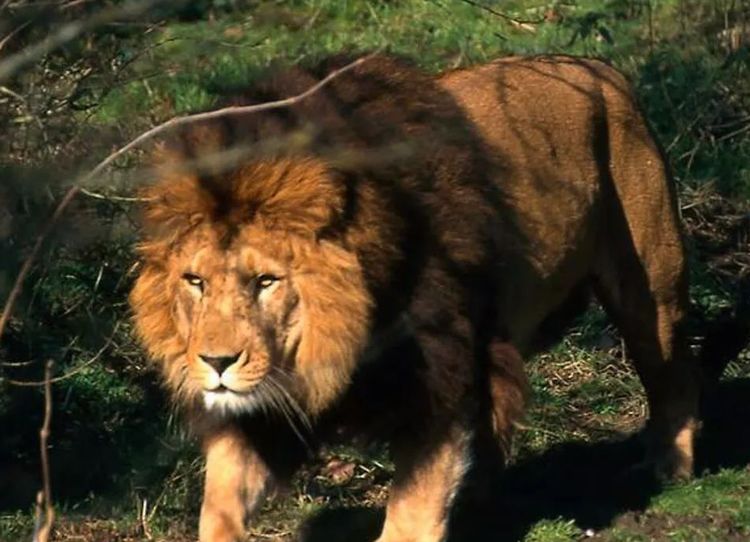 世界上最大的狮子体长达到了325米体重能达到600斤