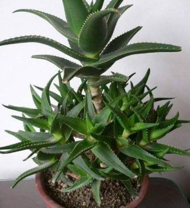 芦荟喜光,畏寒怕涝,如何盆栽成老桩?遵循3点,茎干如胳膊粗