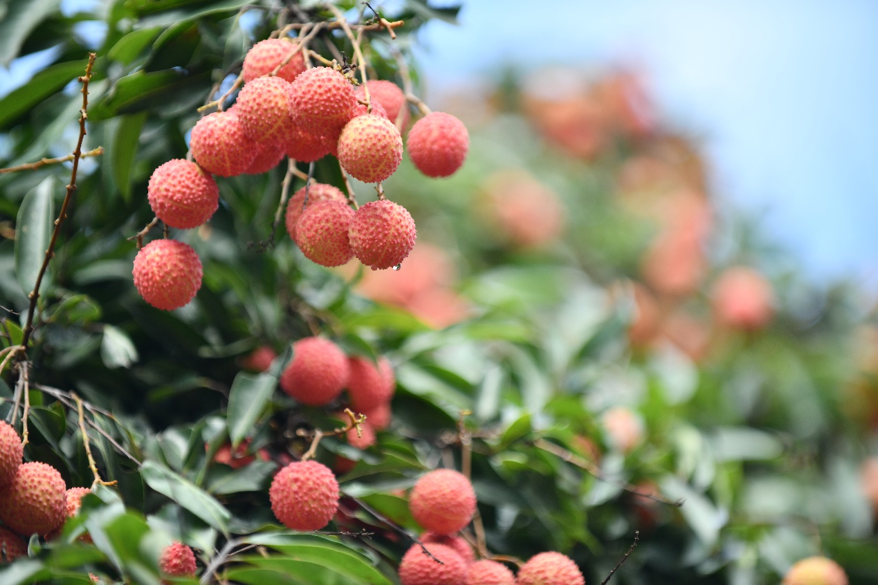 粤港澳大湾区文化名片驾到黄田荔枝迎来首摘仪式