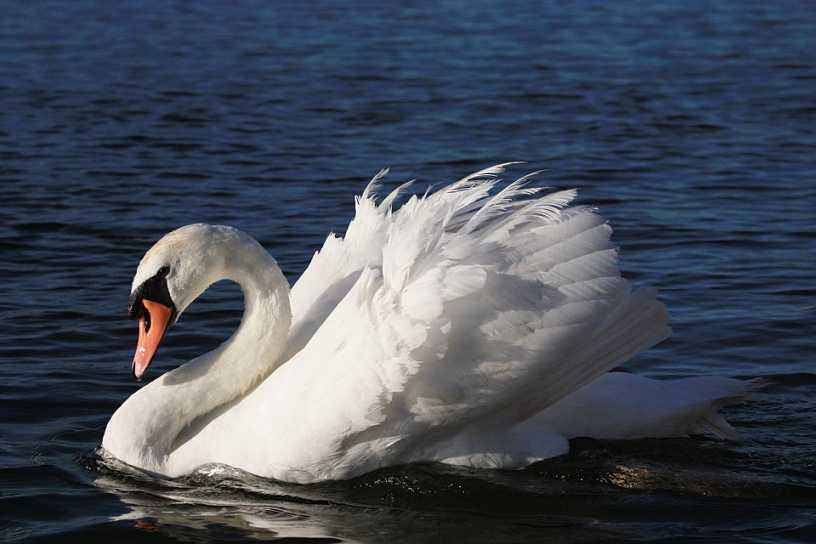 它虽不是飞得最高的鸟,但也可以俯瞰珠峰,印证了"高处不胜寒"|天鹅