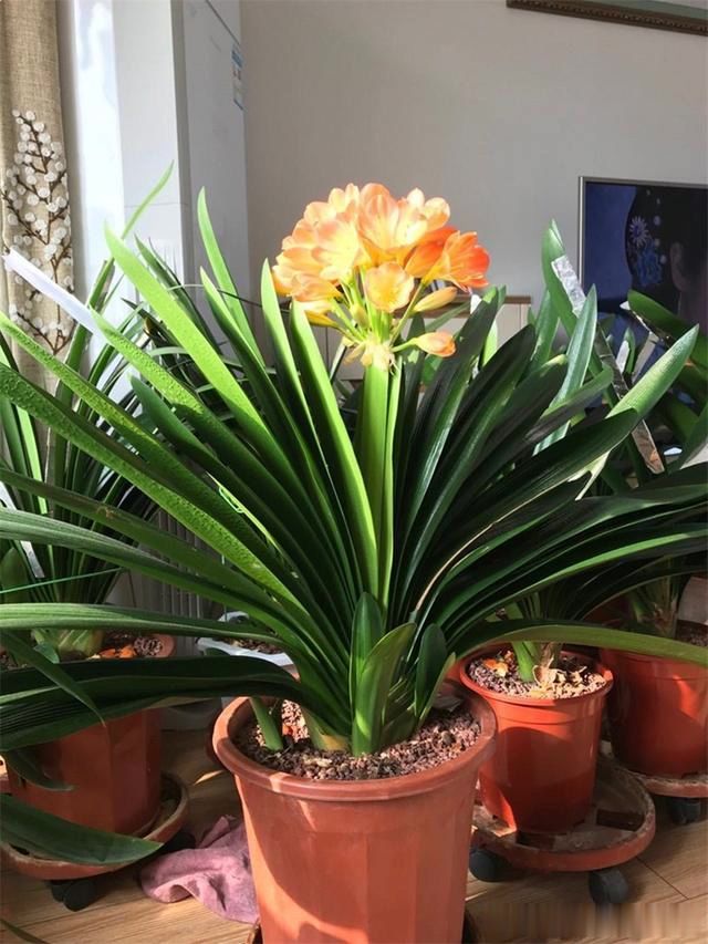 君子兰养护常见问题全在这对照来养护君子兰叶片油亮花爆盆