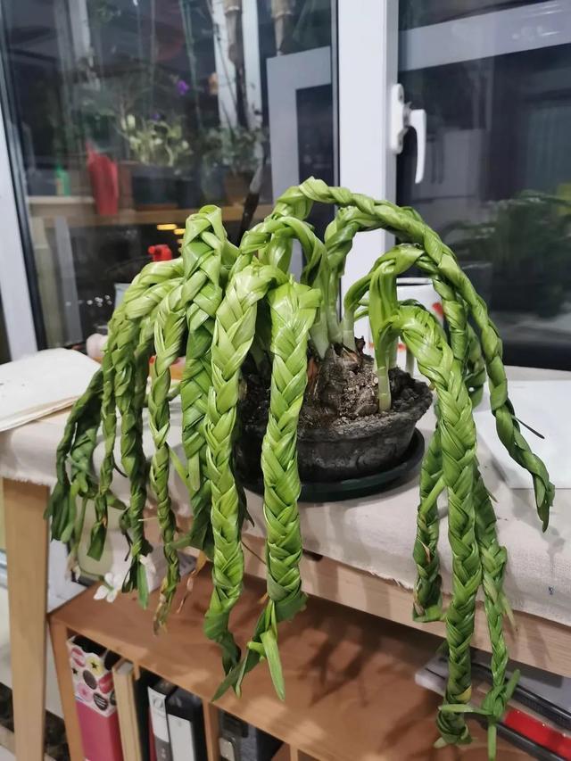 后来土培了一株水仙, 结果光长叶不开花, 于是我就对它下了手—— 编