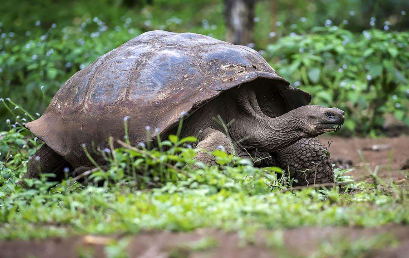 百年巨龟与6只雌龟交配,50年繁殖800只,整个种群40%拥有它血统