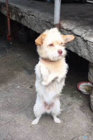 狗狗在耍的时候,真的太可爱了,都不敢相信是一只土狗,这和别人眼里面