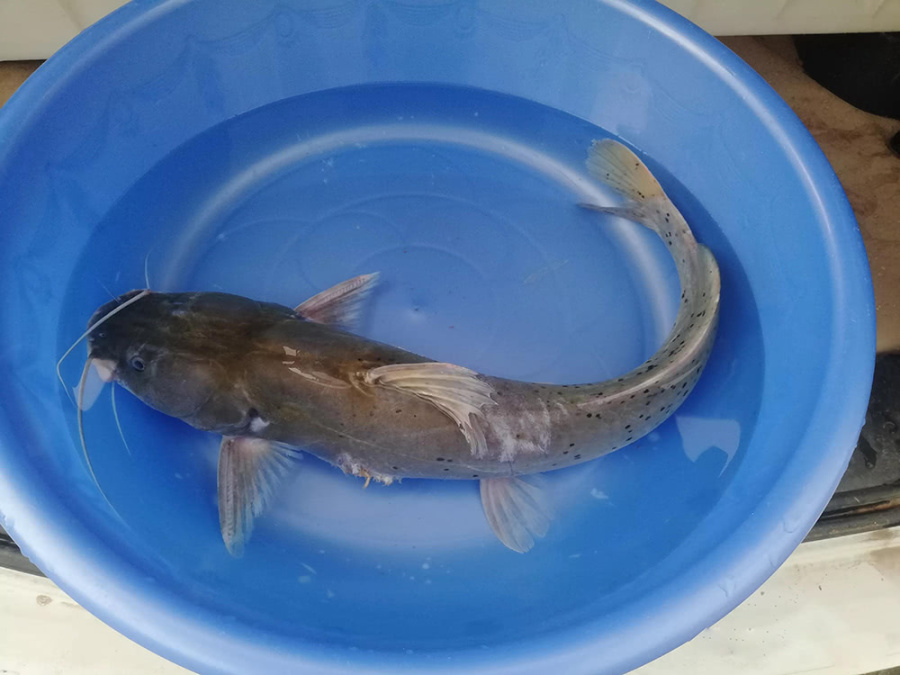 暗河之中才有,号称"淡水之王",无法人工繁殖|剑鱼|淡水|芝麻_新浪新闻