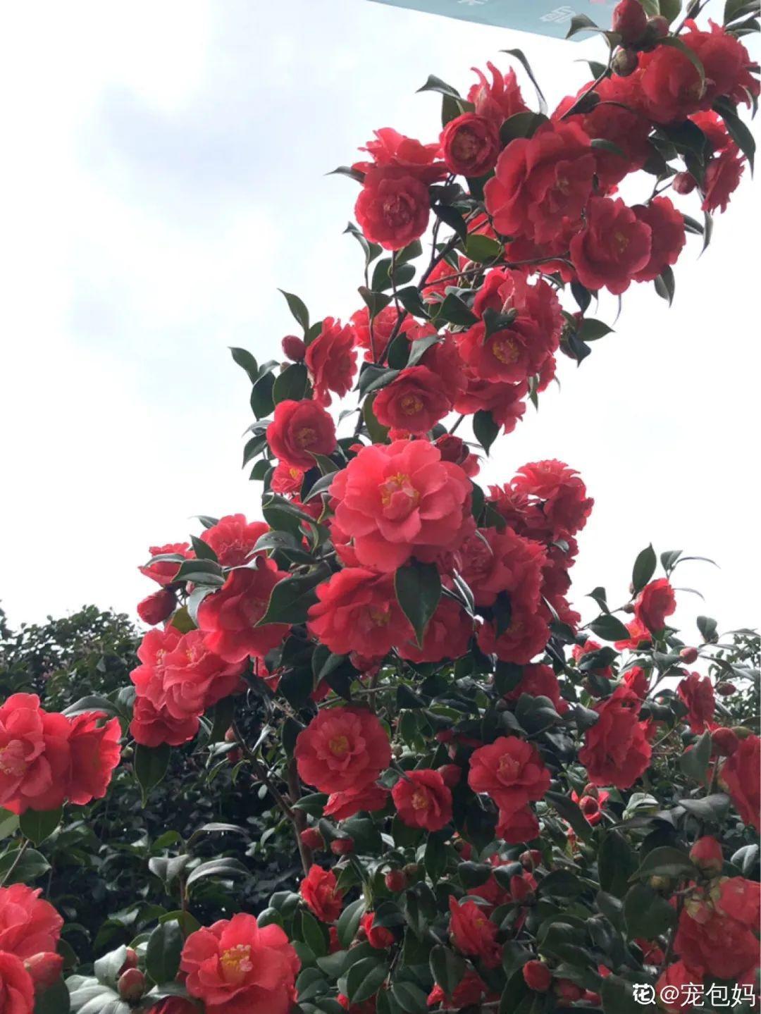 門口養棵大花樹,風吹就開花,20年變成傳家寶!