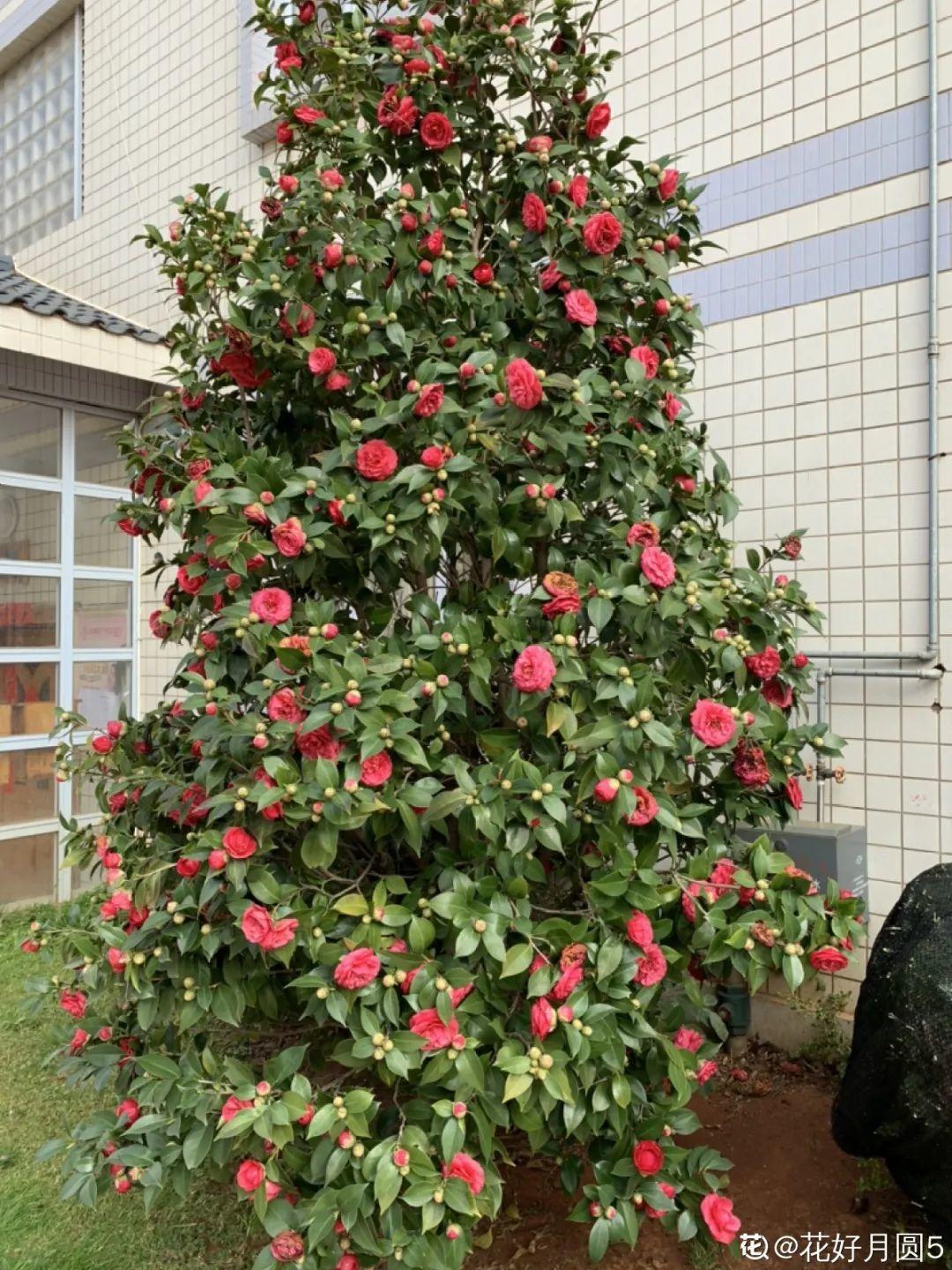 门口养棵大花树,风吹就开花,20年变成传家宝!