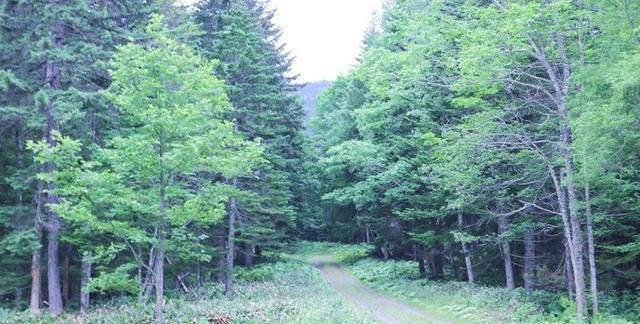 日本北海道冒险主义之旅 光之森林 火山 巨木 与大地一同呼吸 大自然 棕熊 森林 新浪新闻 日本北海道冒险主义之旅 光之森林 火山 巨木 与大地一同呼吸 大自然 棕熊 森林 新浪新闻