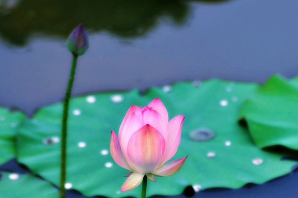 4幅莲花图,哪幅最富贵?测测测你能有钱又有名吗?