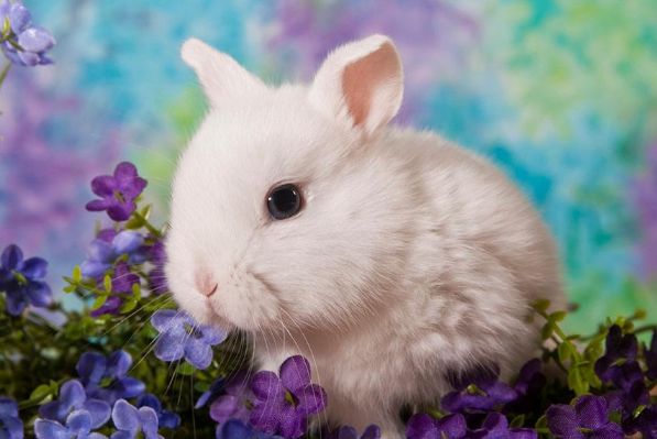 生肖兔,如兔添翼,6月底得"朱紫"贵人相助,兔兔"得囍"!|朱紫|属兔|生肖