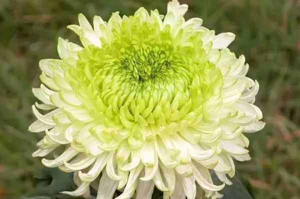 此花是花中的隐士,开花爆盆好养活,没想到却是皇家的象征