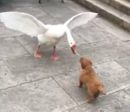 在公园遛狗时遇到一只大鹅,狗与鹅的战斗,结局让人意外|鹅|小狗|遛狗_