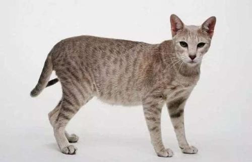 猫咪品种大全介绍——埃及猫,历史中最早出现的家猫品种