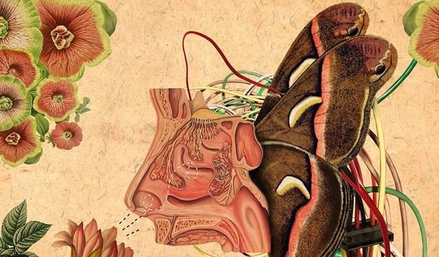 科学家解码大脑嗅觉